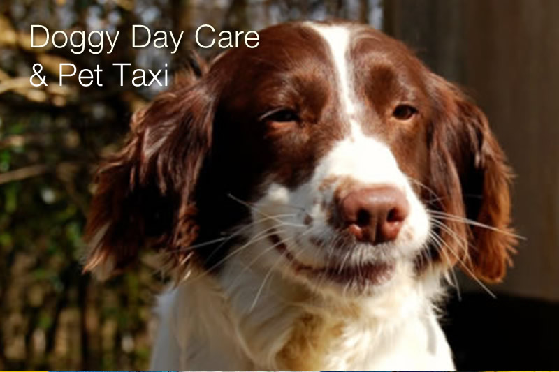Blackwood Dog Kennels